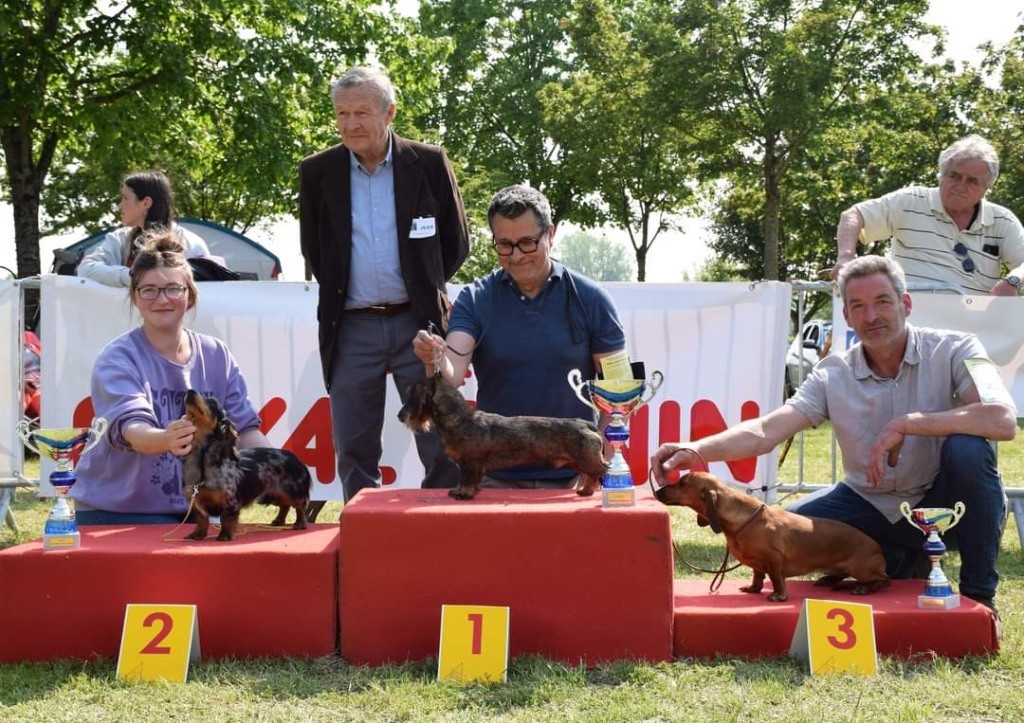 Du Broussis Des Chênes Rouges - 2 chiens sur le podium du Best in Show à Aigrefeuille d'Aunis 14 mai 