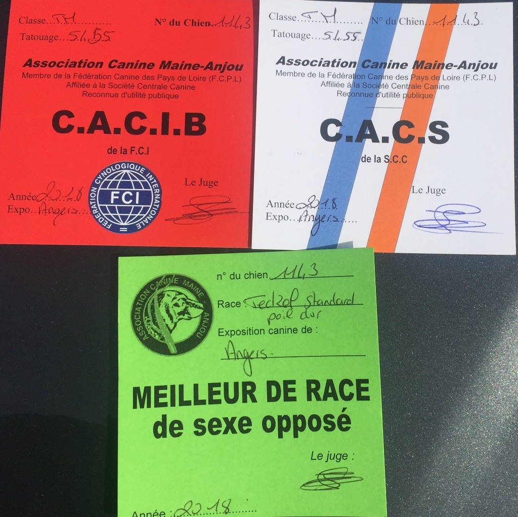 Du Broussis Des Chênes Rouges - Luchino CACIB spéciale de race Angers
