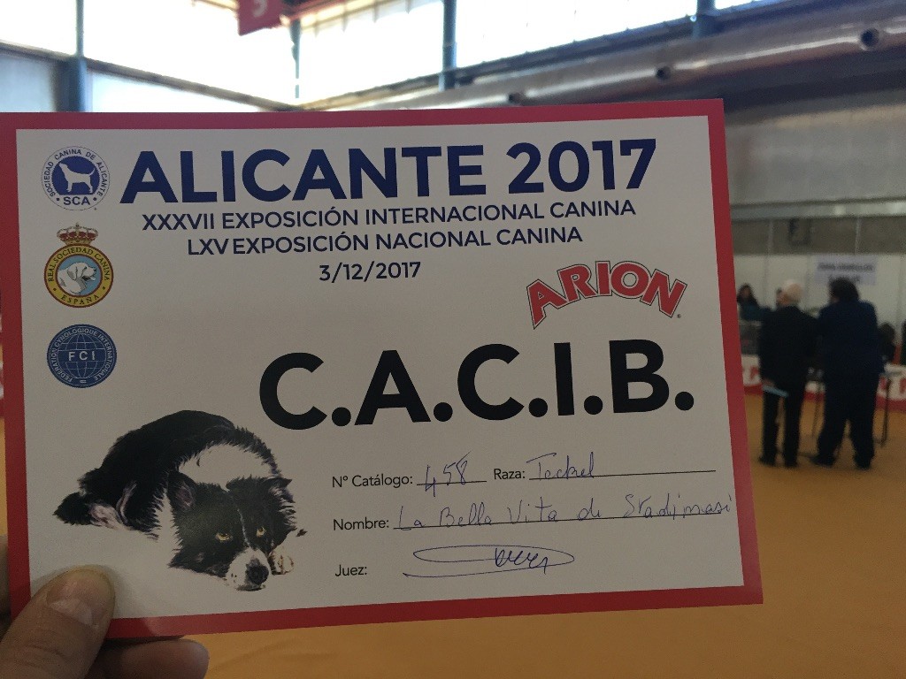 Du Broussis Des Chênes Rouges - Alicante 3/12/2017 Vita CACIB + CACS