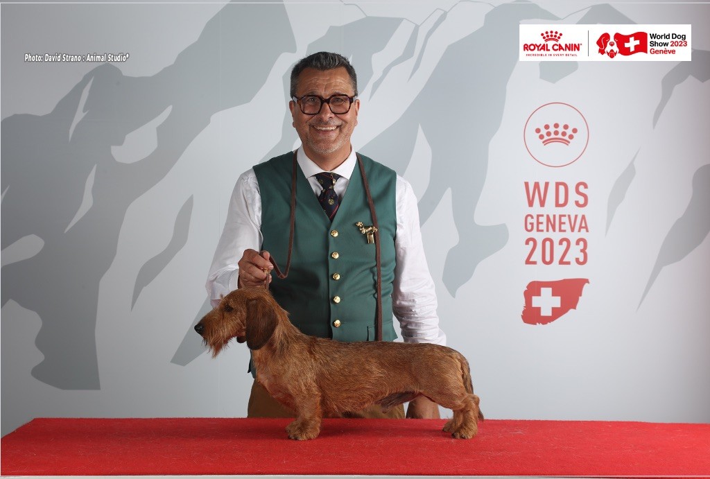 Du Broussis Des Chênes Rouges - Semaine du World Dog Show 23 au 26 août 2023