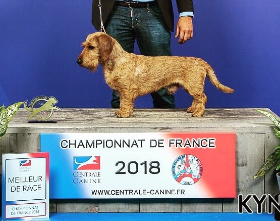Du Broussis Des Chênes Rouges - Luchino remporte le Championnat de France 2018
