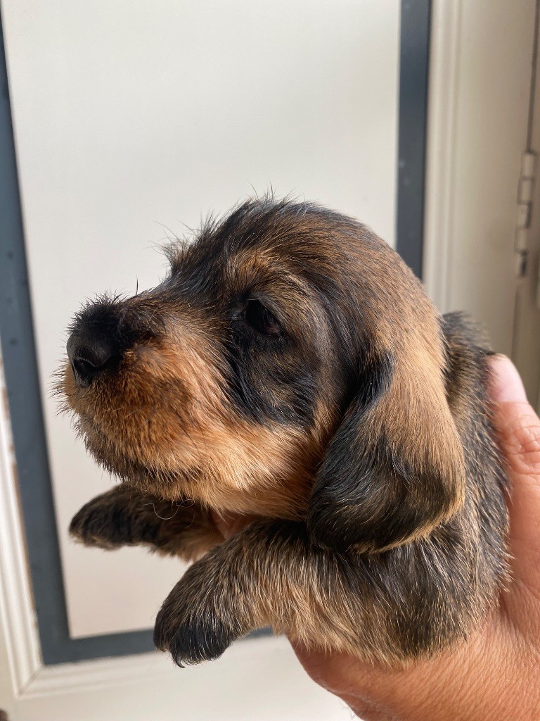 Du Broussis Des Chênes Rouges - Chiots disponibles - Teckel poil dur