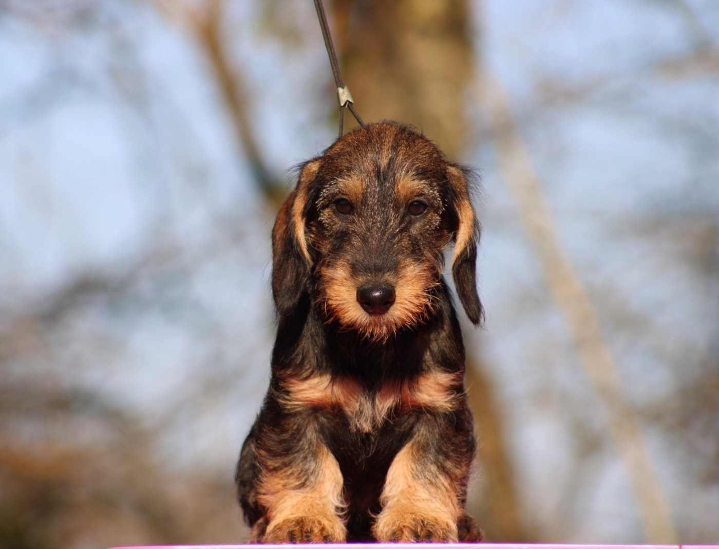 Du Broussis Des Chênes Rouges - Chiots disponibles - Teckel poil dur