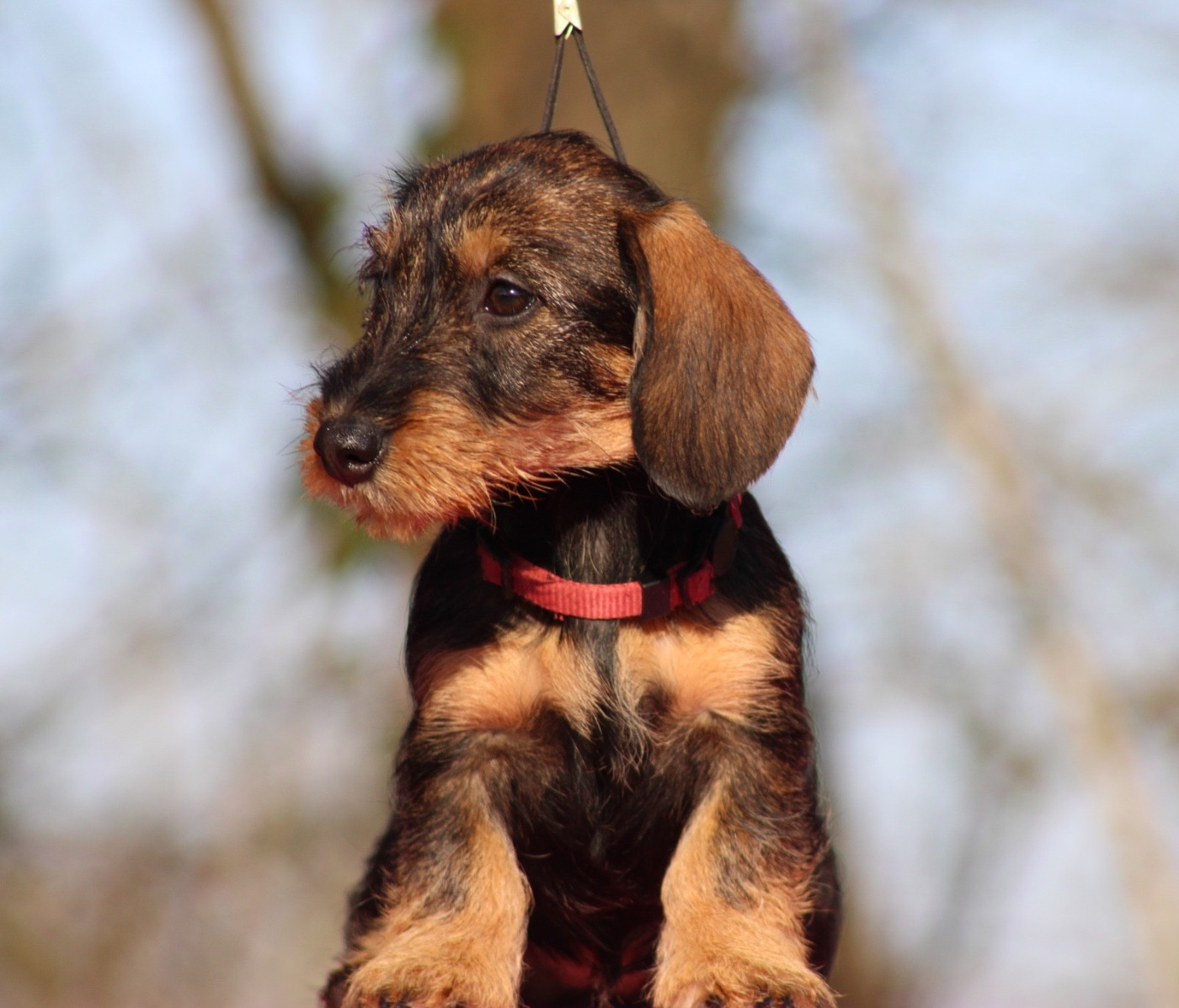 Du Broussis Des Chênes Rouges - Chiots disponibles - Teckel poil dur