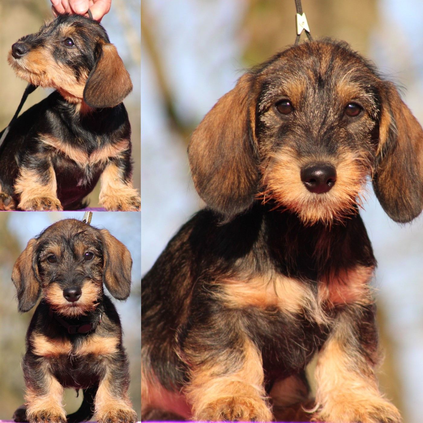 Chiot Teckel poil dur Du Broussis Des Chênes Rouges