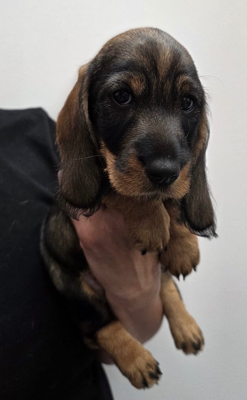 Du Broussis Des Chênes Rouges - Chiots disponibles - Teckel poil dur