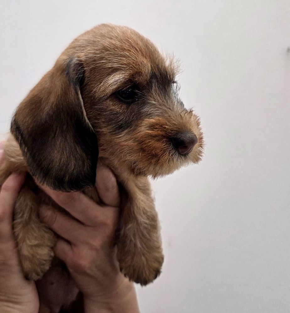 Du Broussis Des Chênes Rouges - Chiots disponibles - Teckel poil dur