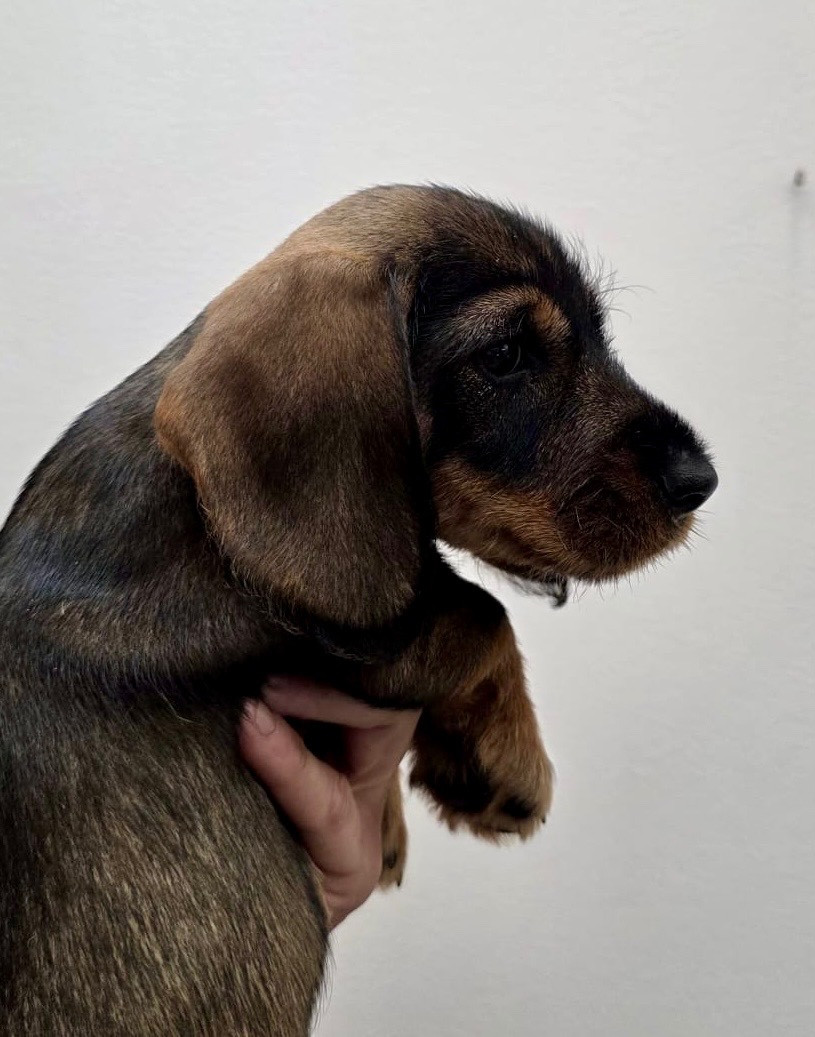 Du Broussis Des Chênes Rouges - Chiots disponibles - Teckel poil dur