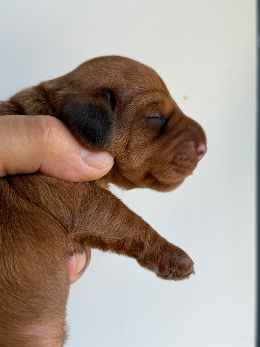 Du Broussis Des Chênes Rouges - Chiots disponibles - Teckel poil dur