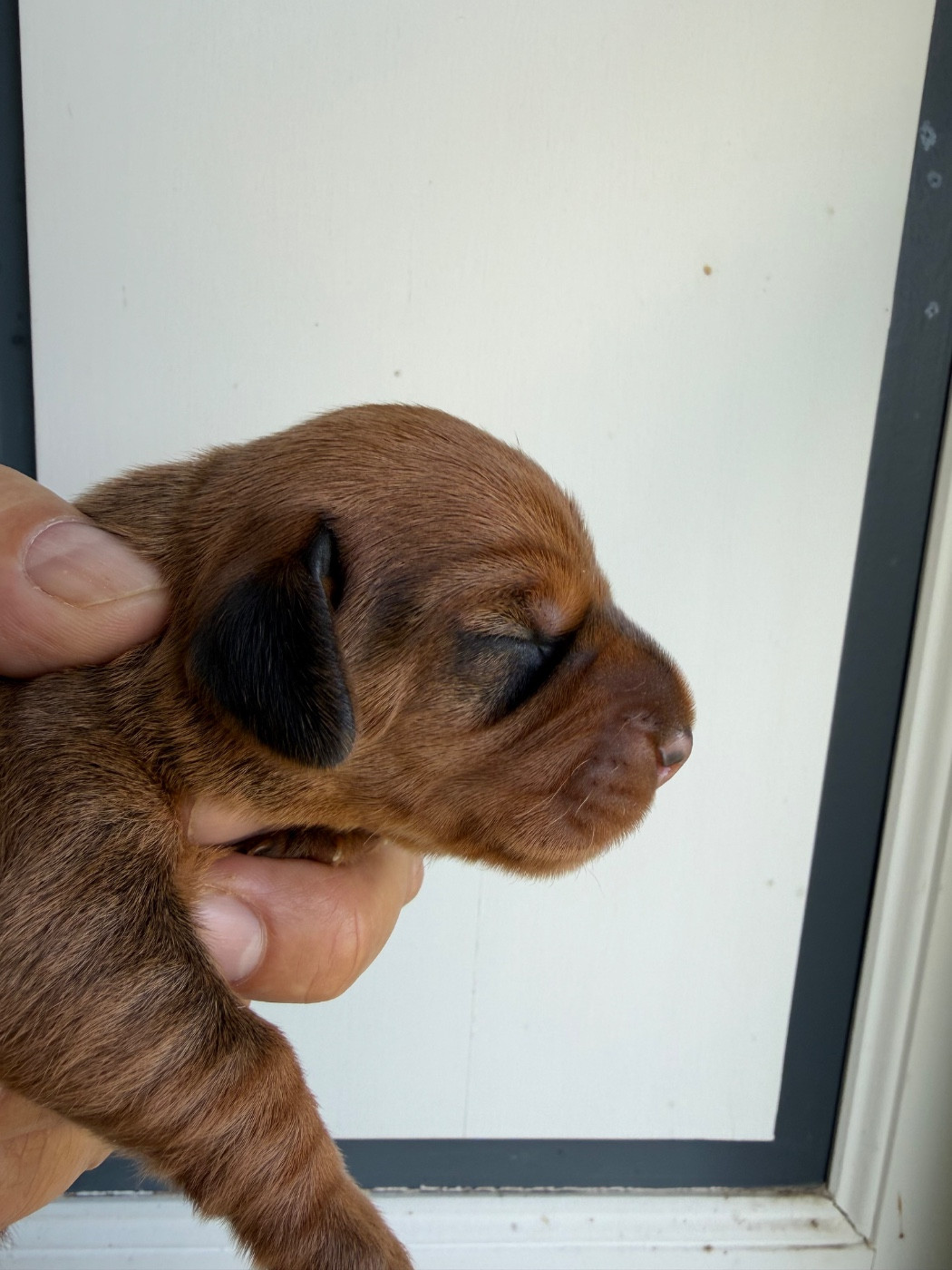 Du Broussis Des Chênes Rouges - Chiots disponibles - Teckel poil dur