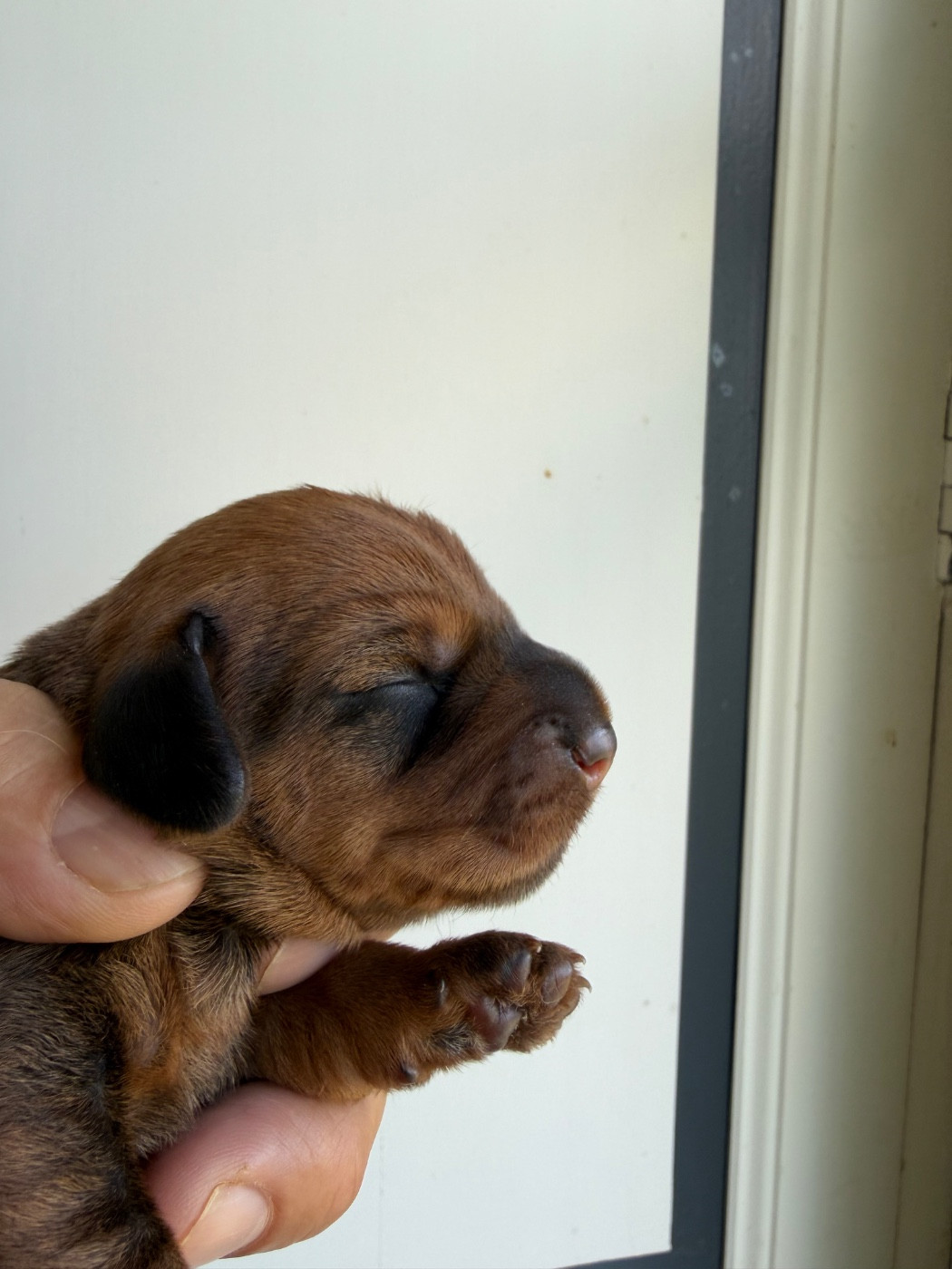 Du Broussis Des Chênes Rouges - Chiots disponibles - Teckel poil dur