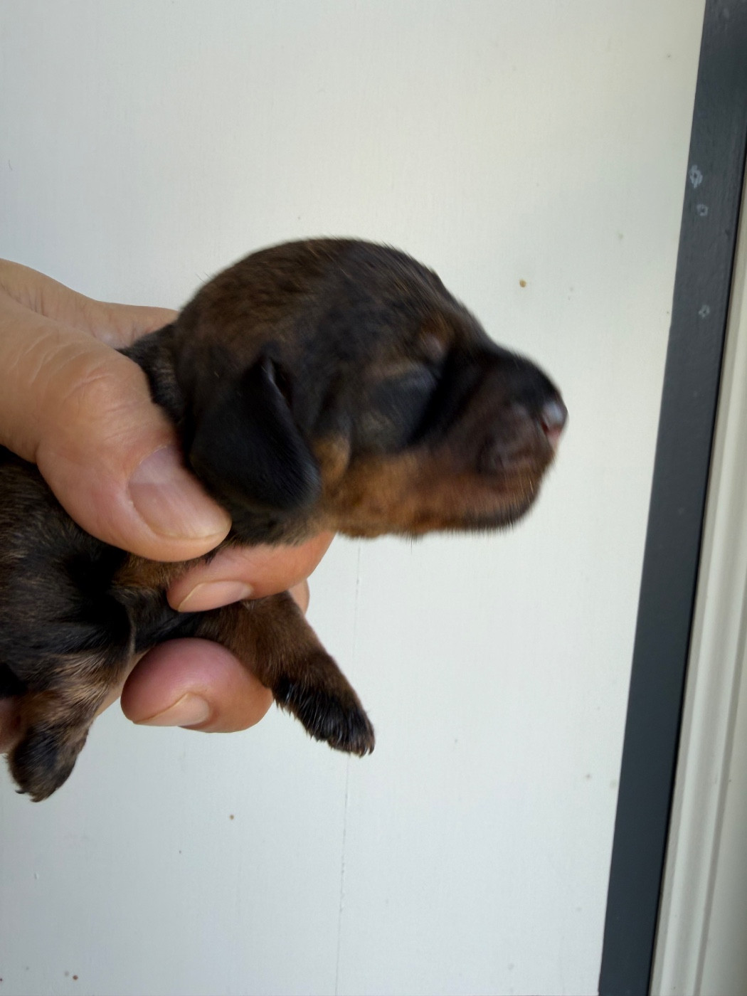 Du Broussis Des Chênes Rouges - Chiots disponibles - Teckel poil dur