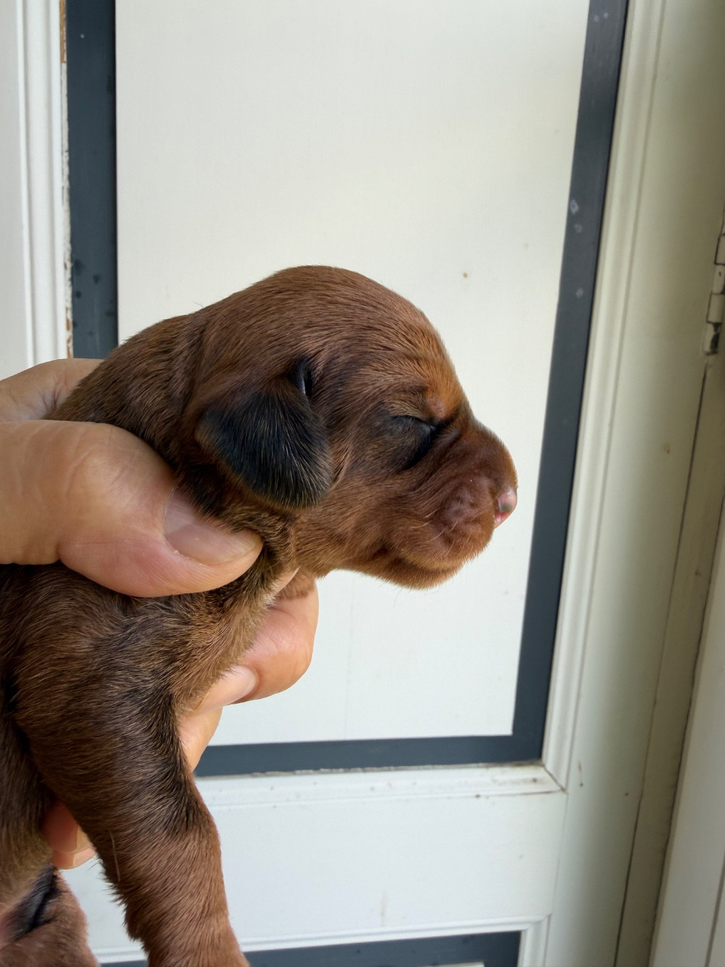 Du Broussis Des Chênes Rouges - Chiots disponibles - Teckel poil dur