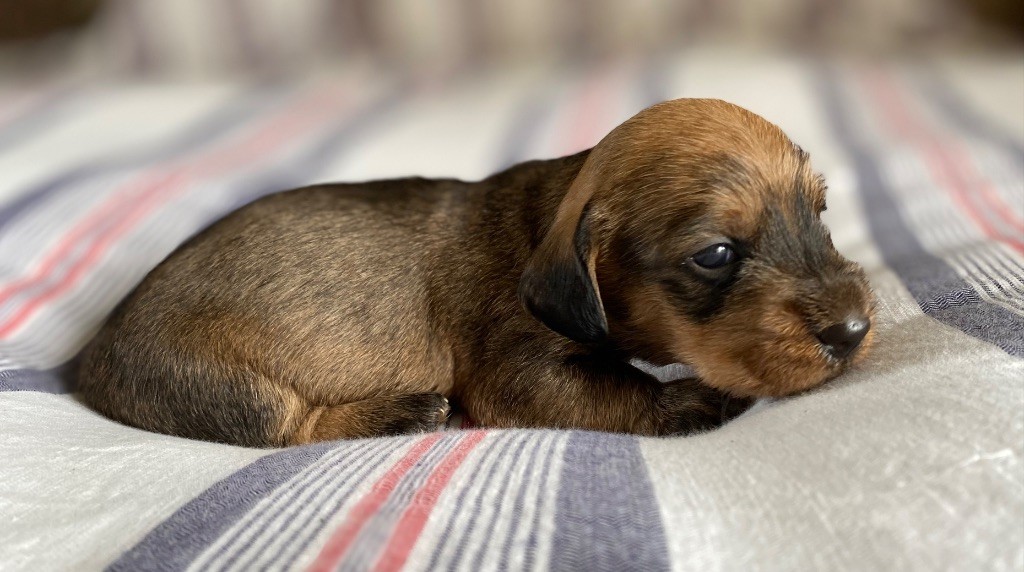 Du Broussis Des Chênes Rouges - Chiots disponibles - Teckel poil dur