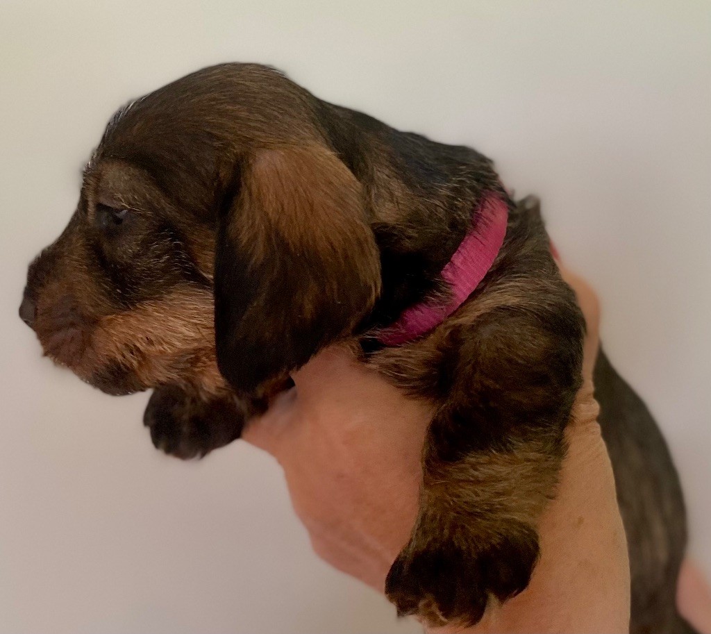 Du Broussis Des Chênes Rouges - Chiots disponibles - Teckel poil dur