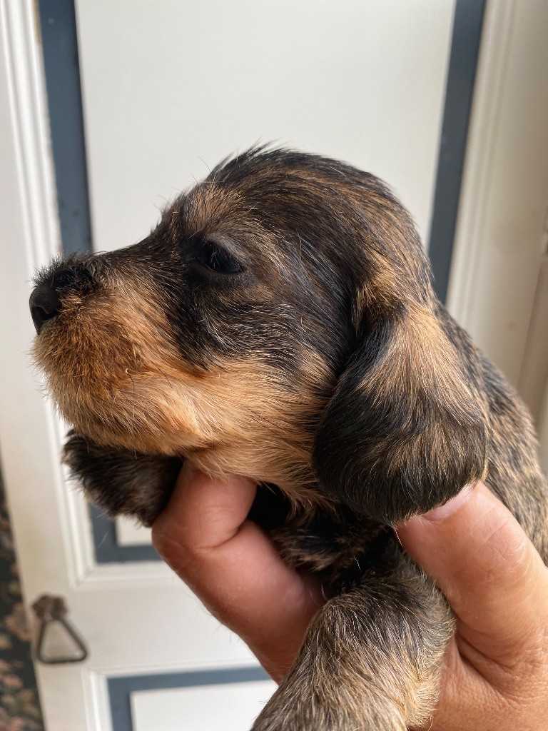 Du Broussis Des Chênes Rouges - Chiots disponibles - Teckel poil dur