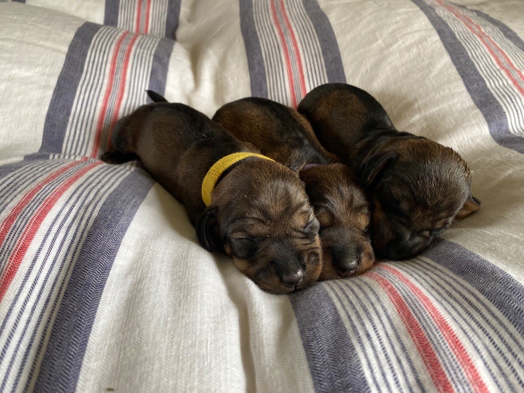 Chiot Teckel poil dur Du Broussis Des Chênes Rouges