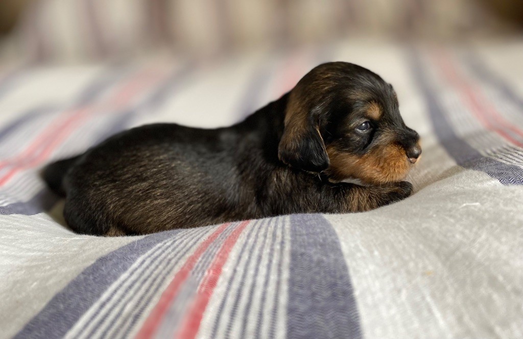Du Broussis Des Chênes Rouges - Chiots disponibles - Teckel poil dur