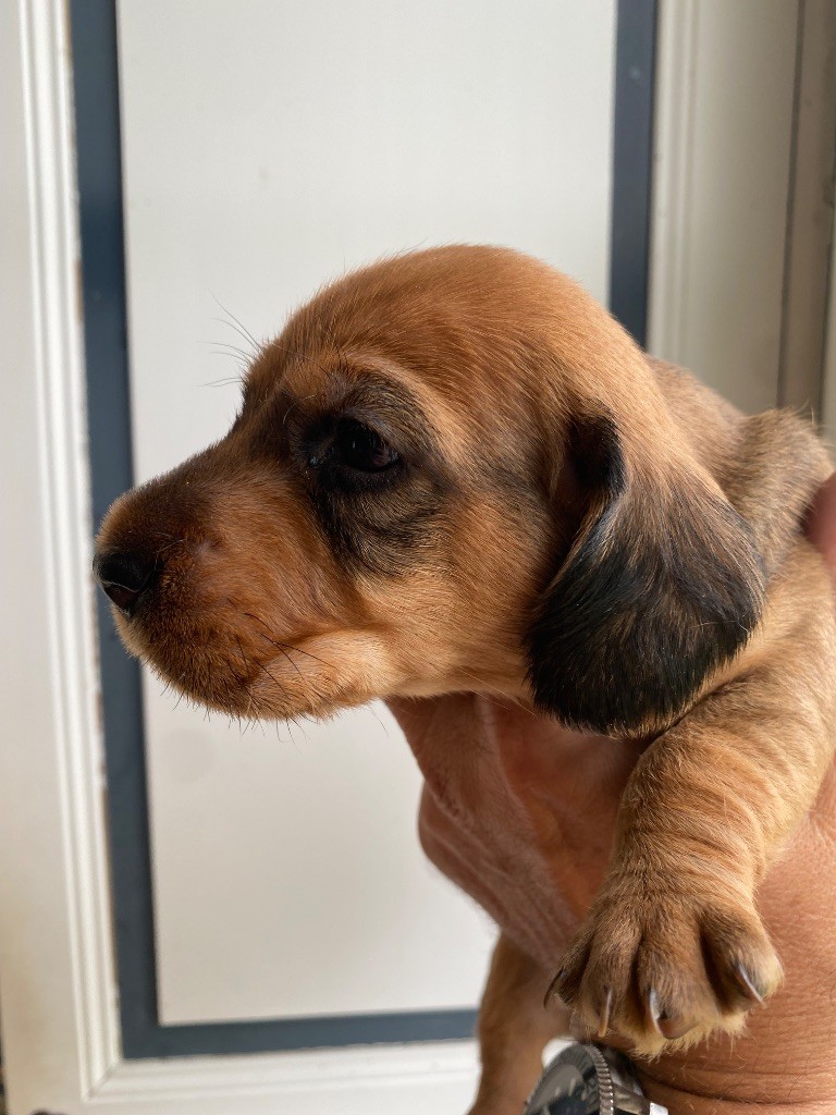 Du Broussis Des Chênes Rouges - Chiots disponibles - Teckel poil dur
