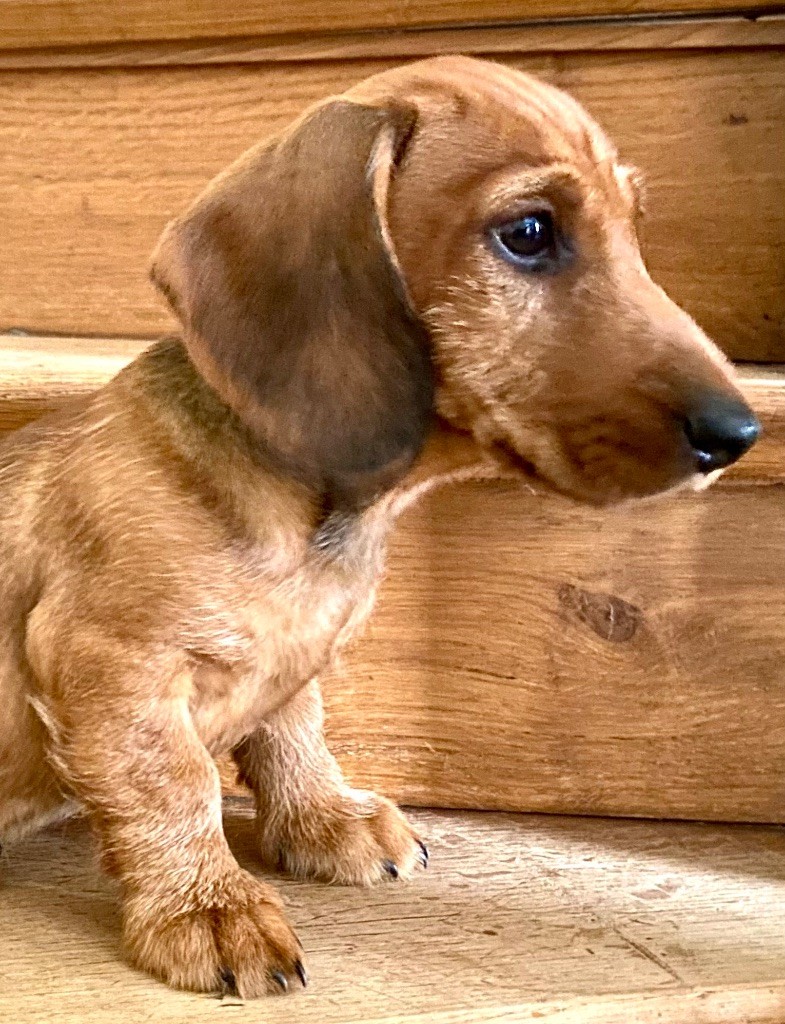 Chiot Teckel poil dur Du Broussis Des Chênes Rouges
