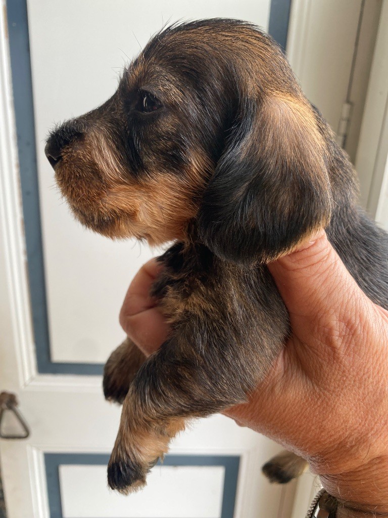 Du Broussis Des Chênes Rouges - Chiots disponibles - Teckel poil dur