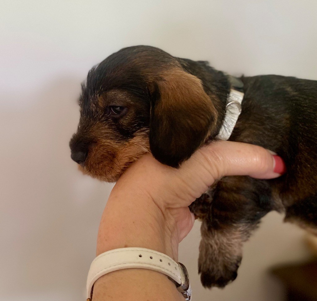 Du Broussis Des Chênes Rouges - Chiots disponibles - Teckel poil dur