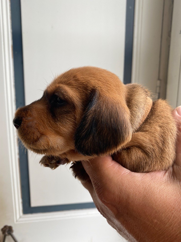 Du Broussis Des Chênes Rouges - Chiots disponibles - Teckel poil dur