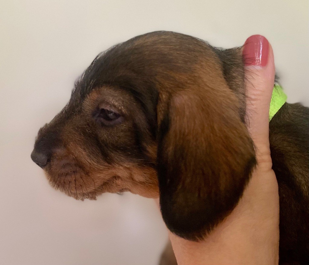 Du Broussis Des Chênes Rouges - Chiots disponibles - Teckel poil dur