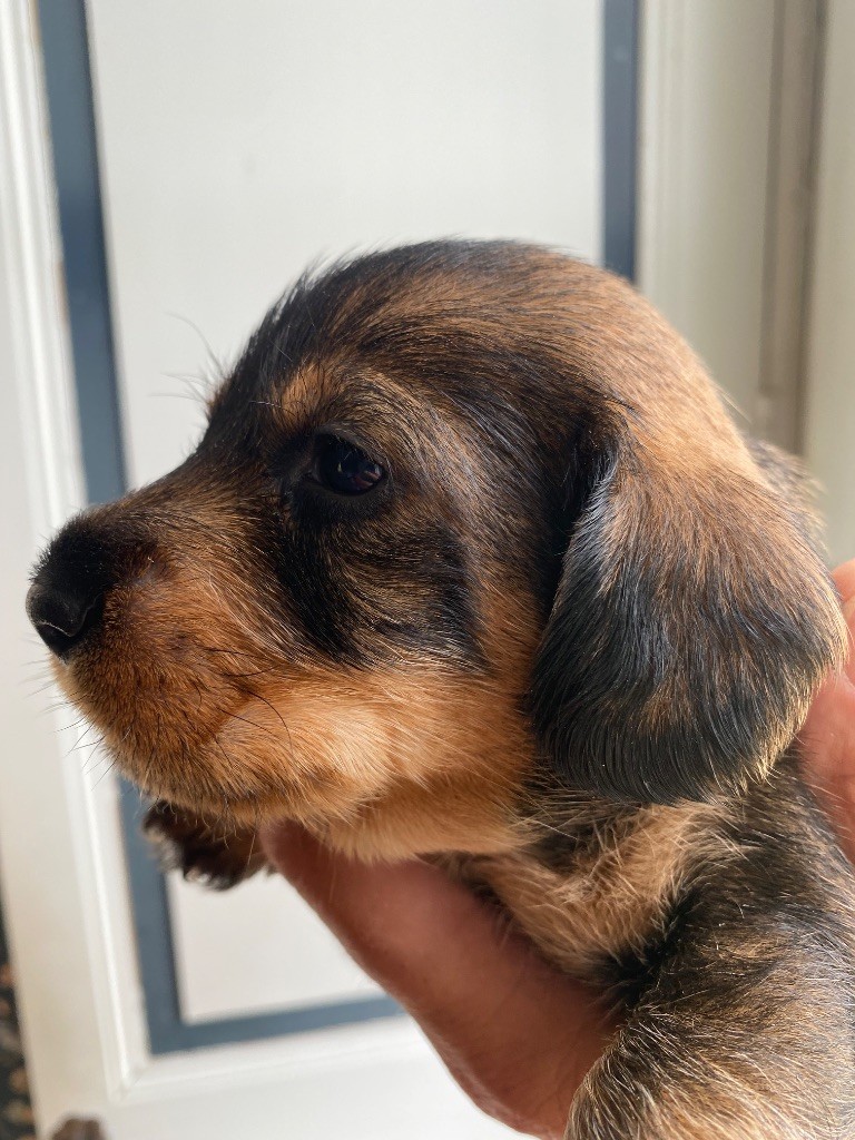 Du Broussis Des Chênes Rouges - Chiots disponibles - Teckel poil dur