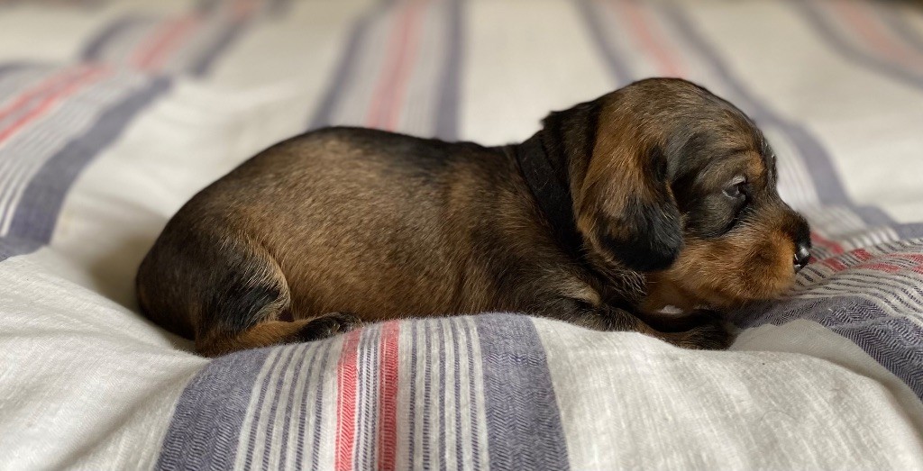 Du Broussis Des Chênes Rouges - Chiots disponibles - Teckel poil dur