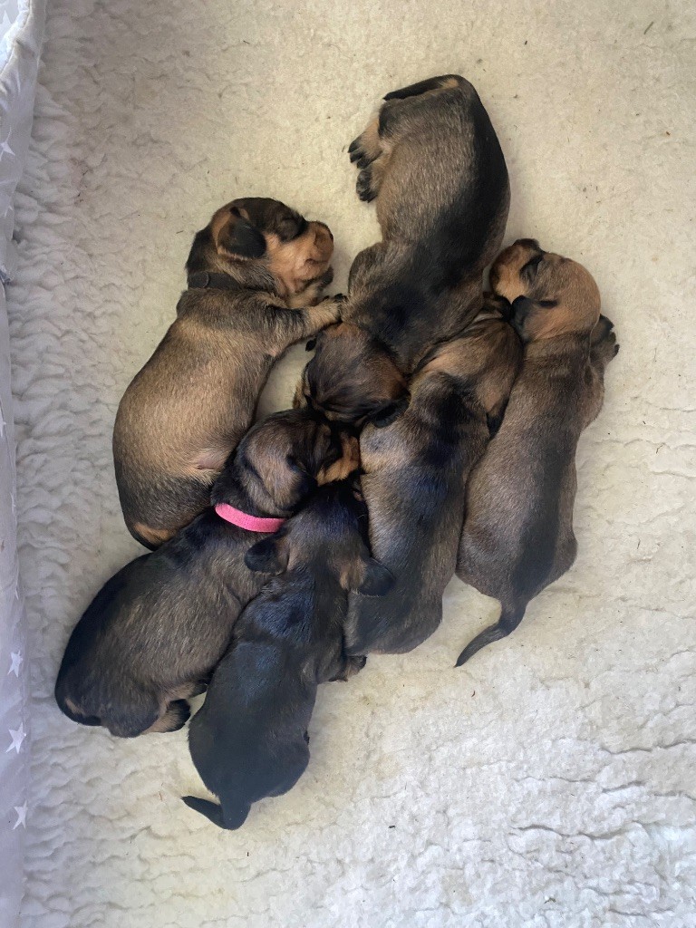 Chiot Teckel poil dur Du Broussis Des Chênes Rouges