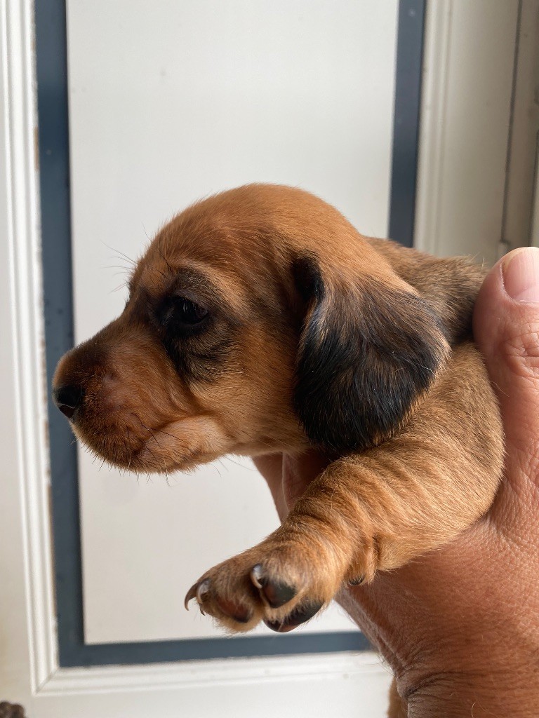 Du Broussis Des Chênes Rouges - Chiots disponibles - Teckel poil dur