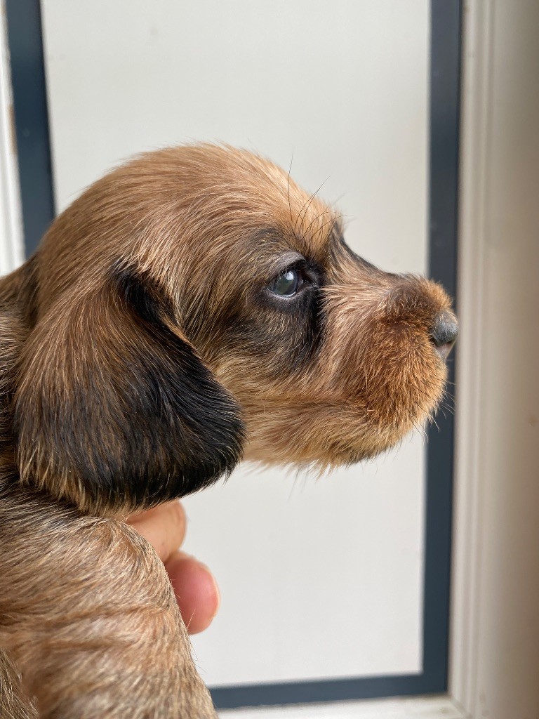 Du Broussis Des Chênes Rouges - Chiots disponibles - Teckel poil dur