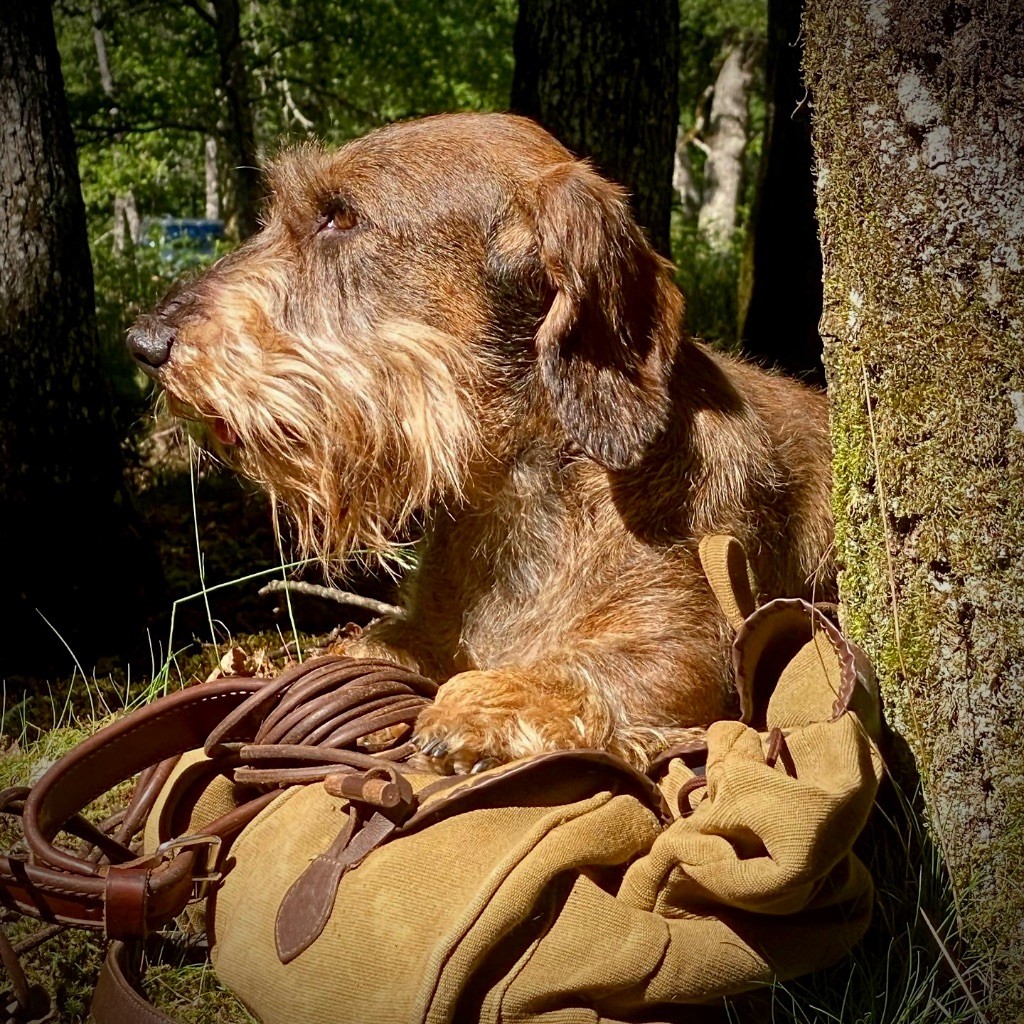 Chiot Teckel poil dur Du Broussis Des Chênes Rouges